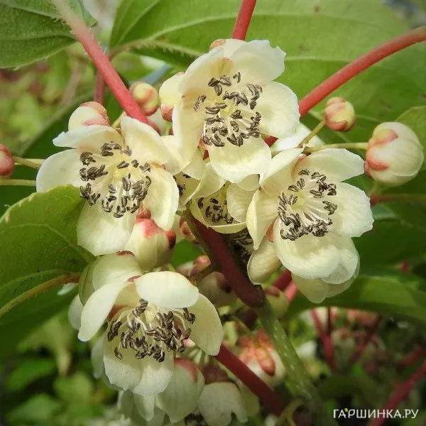 Актинидия (мини киви) Вейки