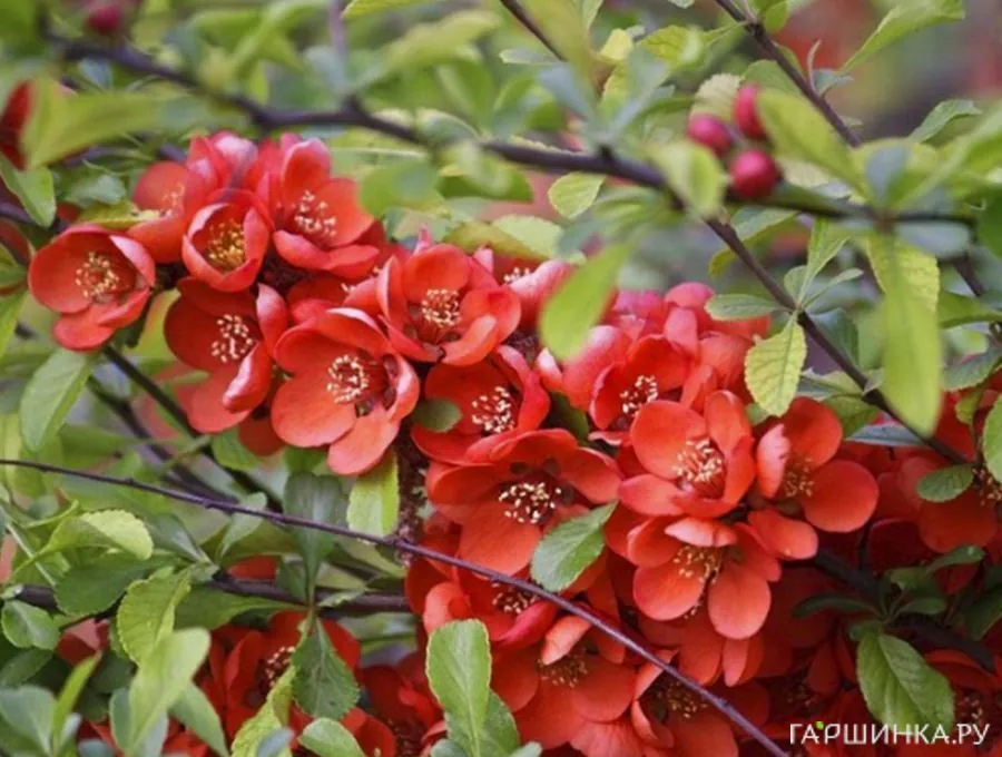 Айва Ред Трейл