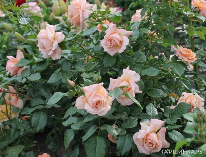 Роза Барок плетистая, Тантау (лиц)