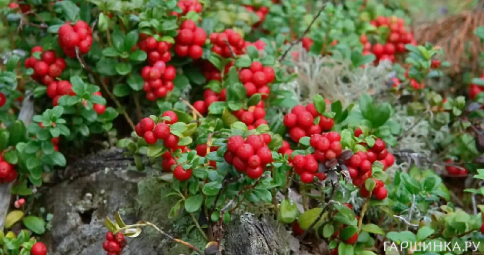 Брусника Ред Перл