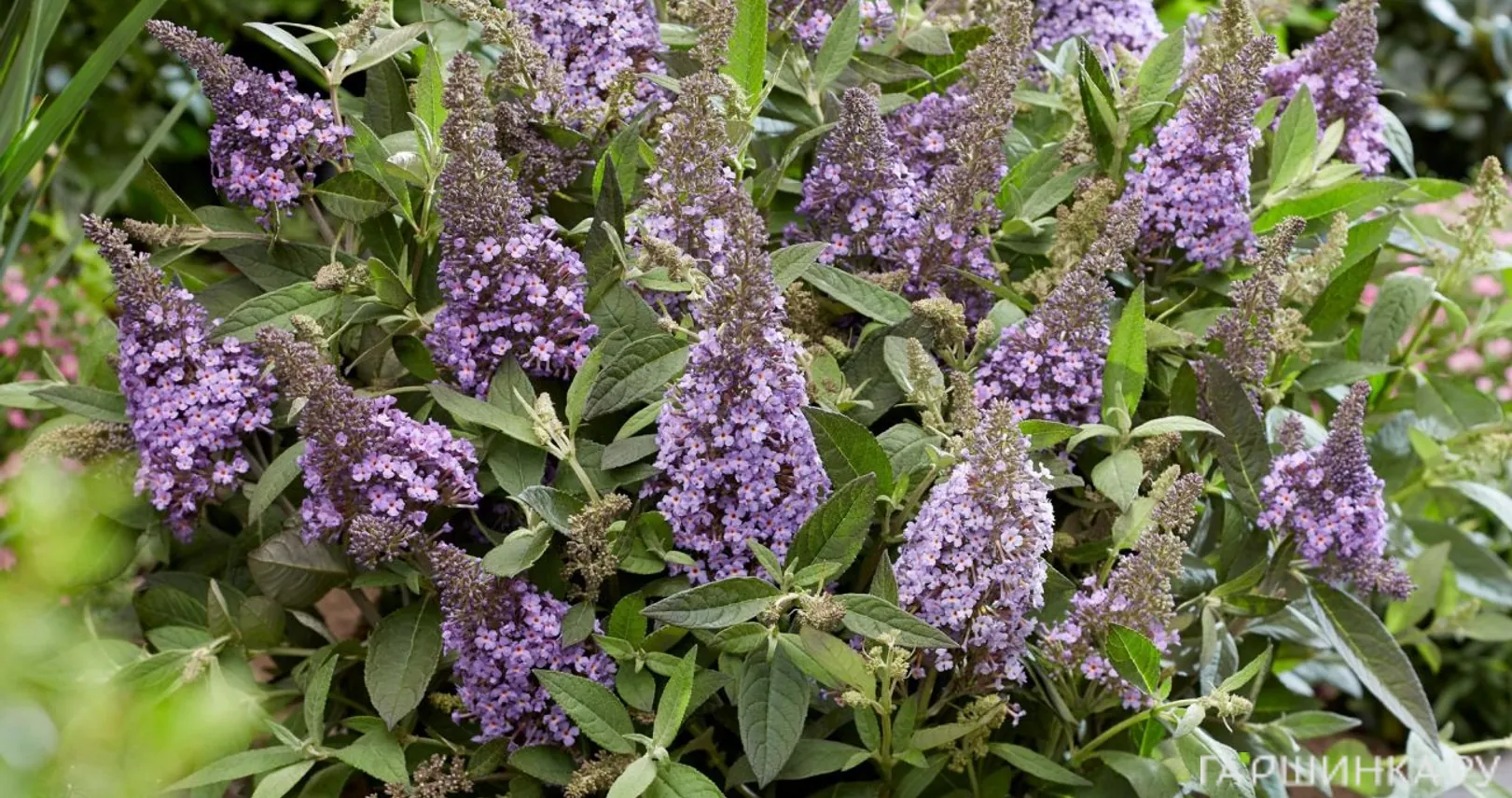 Буддлея Давида Батерфляй Канди Лила Свитхарт