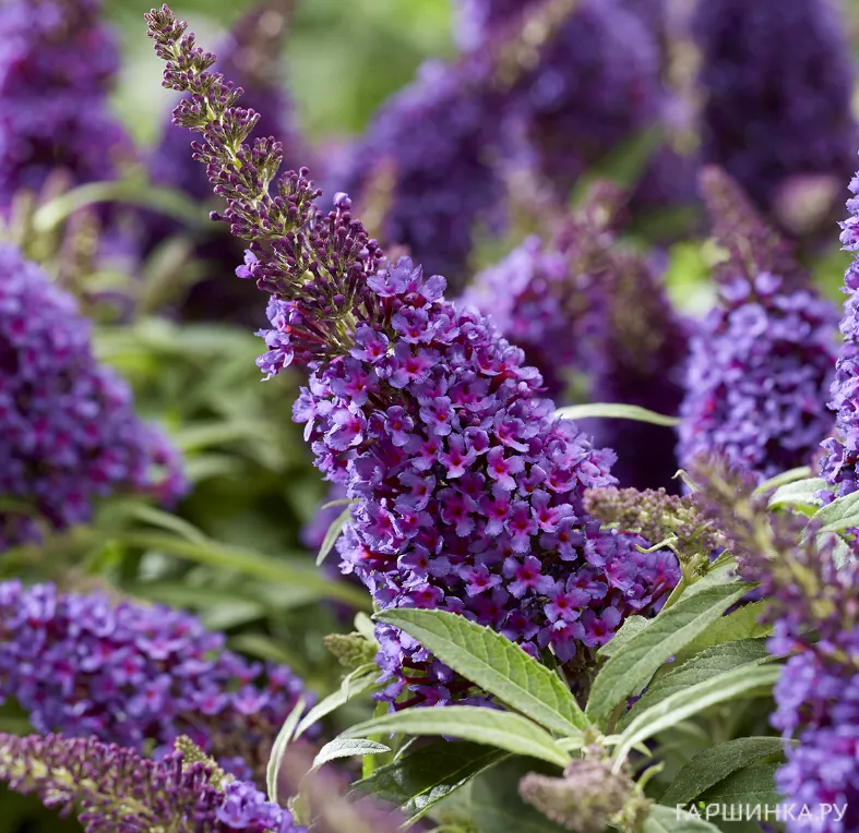 Буддлея Давида Батерфляй Канди Литл Лила