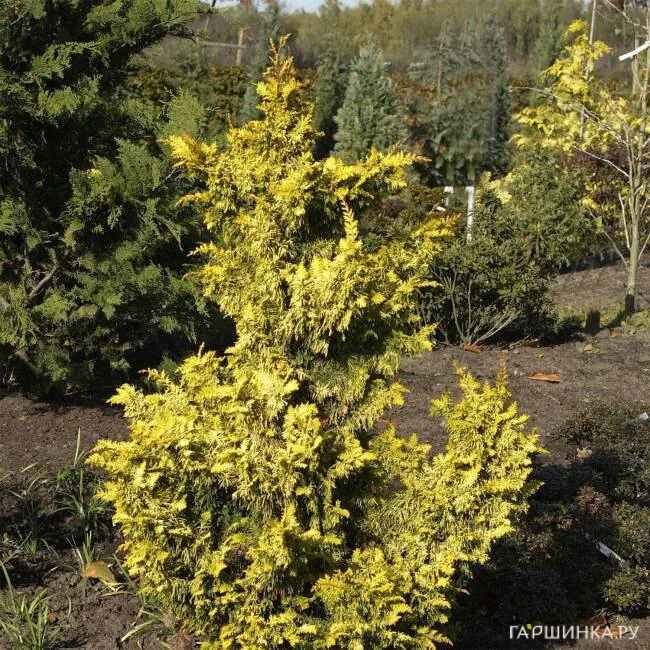 Кипарисовик тупой Ауреа