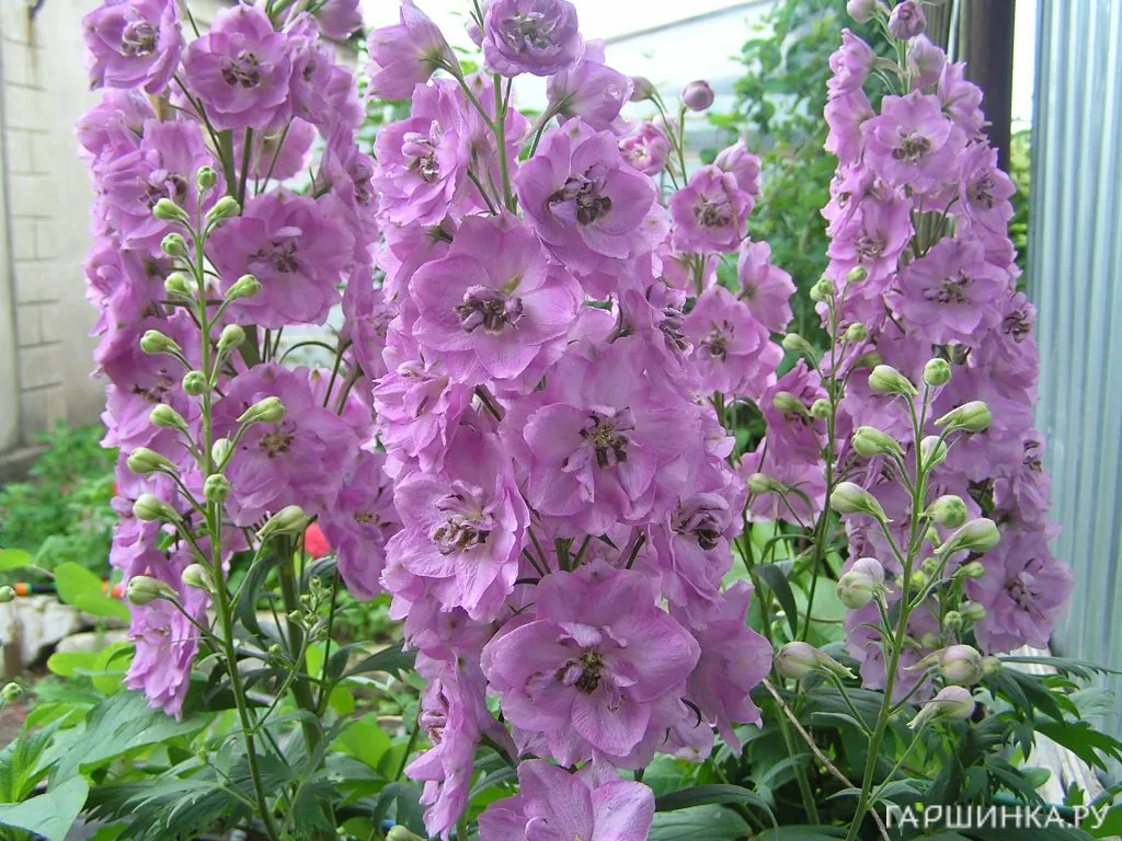 Дельфиниум Пацифик Астолат