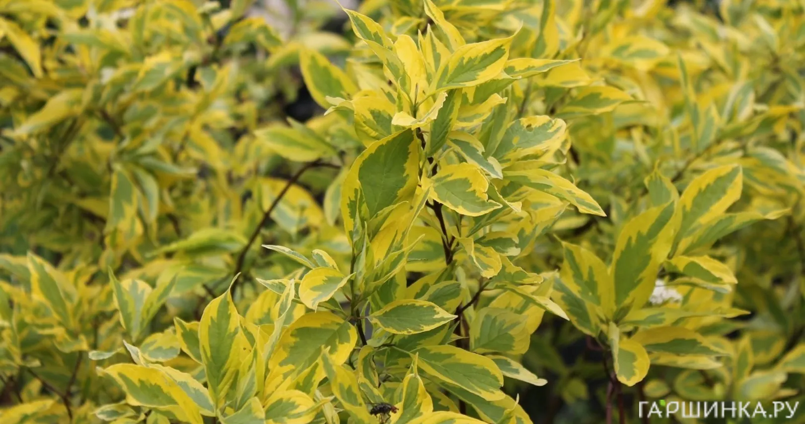 Дерен Крим Крекер белый