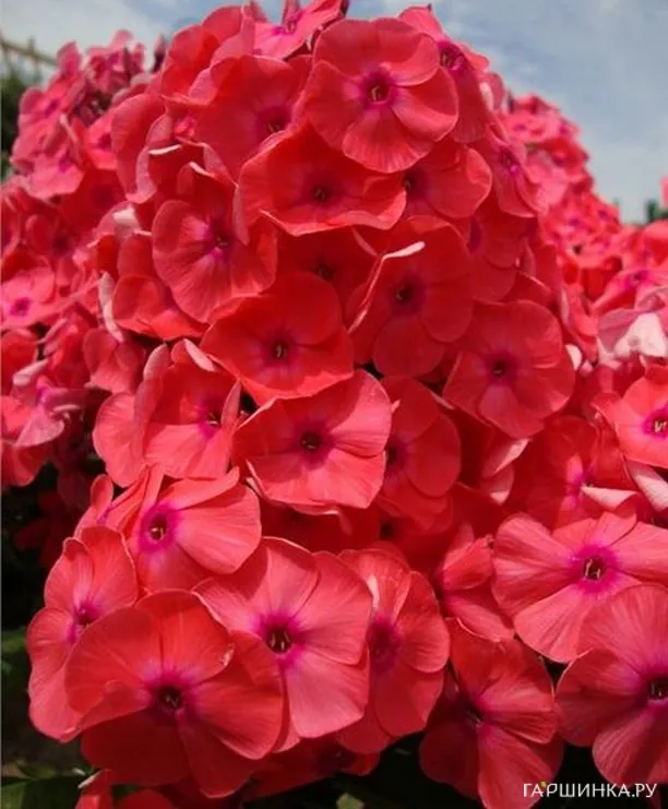 Флокс Горислав