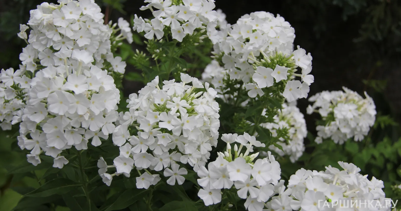 Флокс метельчатый Фудзияма