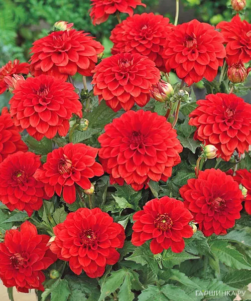 Георгина Геллери Валентин бордюрная