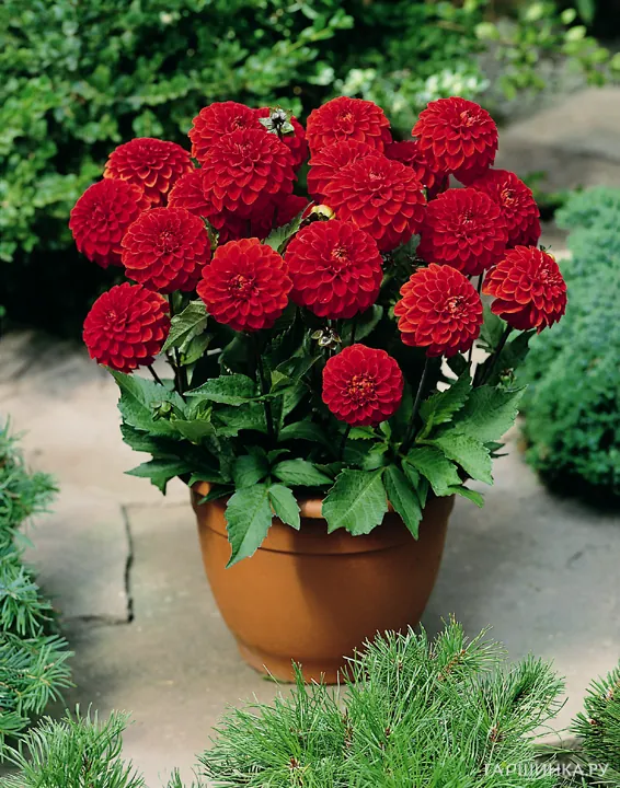 Георгина Хитвейв бордюрная