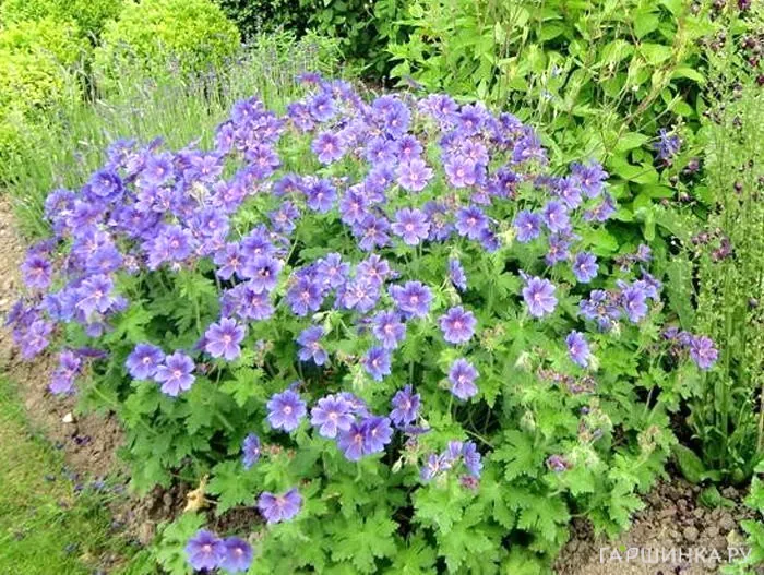 Герань гималайская Бэби Блю