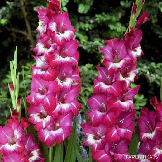 Гладиолус Йо Йо 5 шт