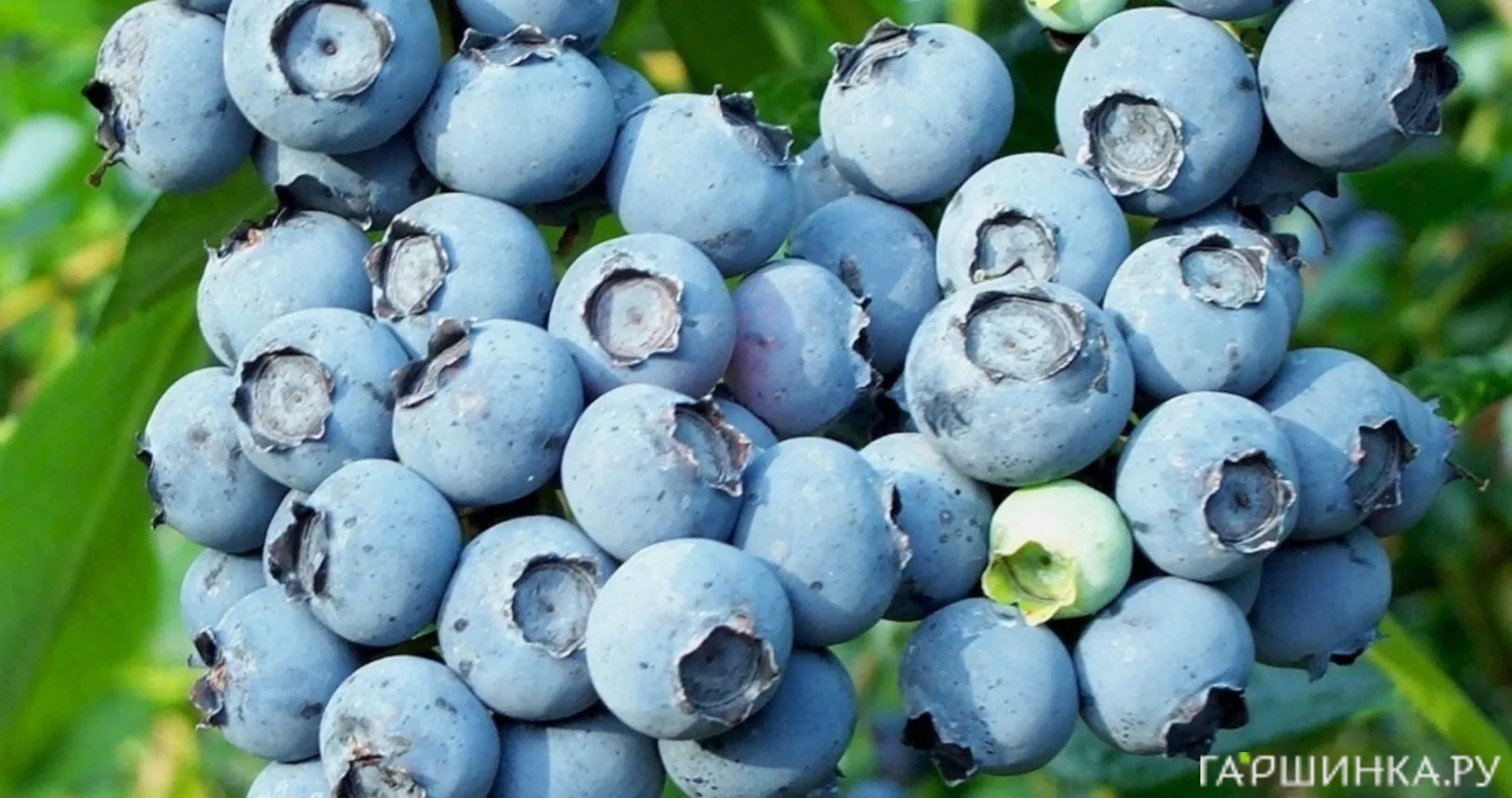 Голубика Блюкроп