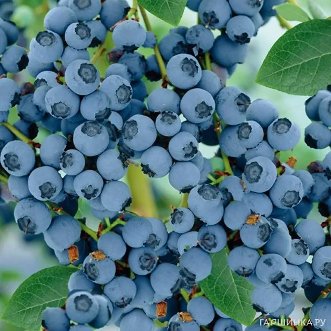 Голубика Голдтраубе