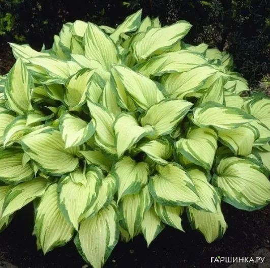 Хоста Альбопикта (M)
