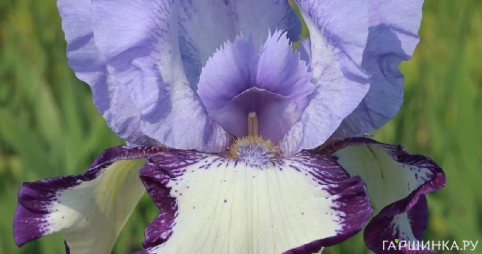 Ирис бородатый Он Эдж