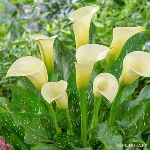 Калла Элеганза