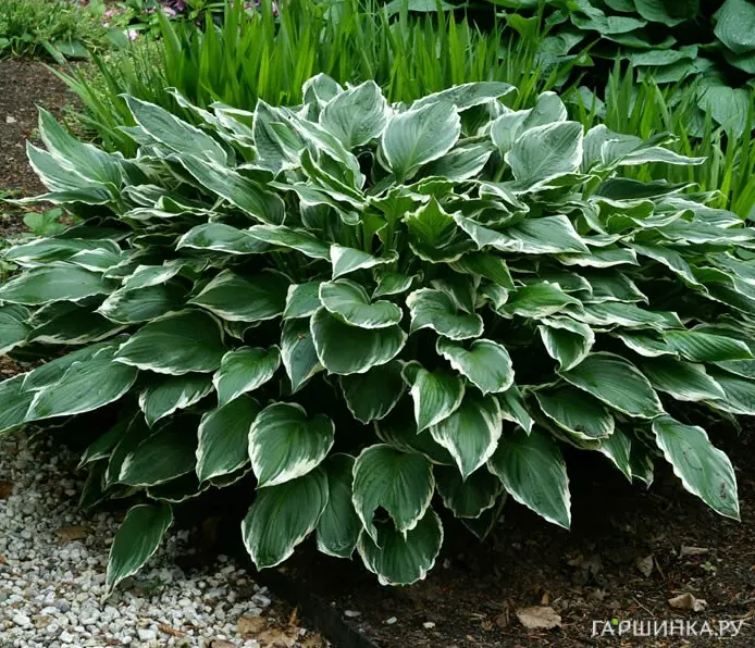 Хоста Франсе (M)