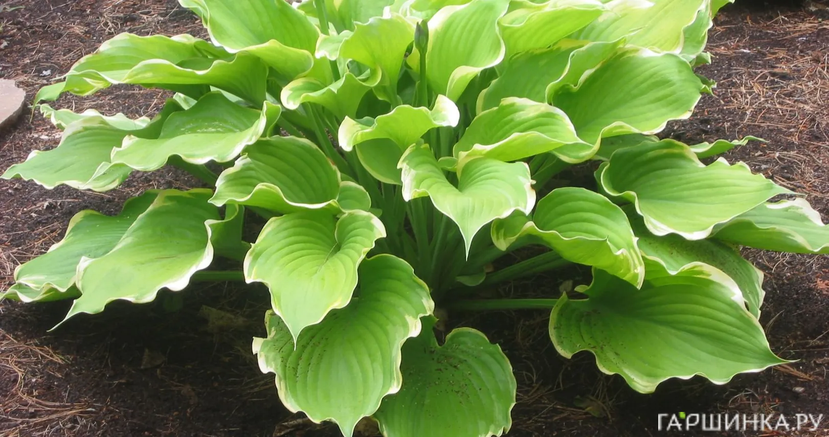 Хоста Винтер Сноу (M)