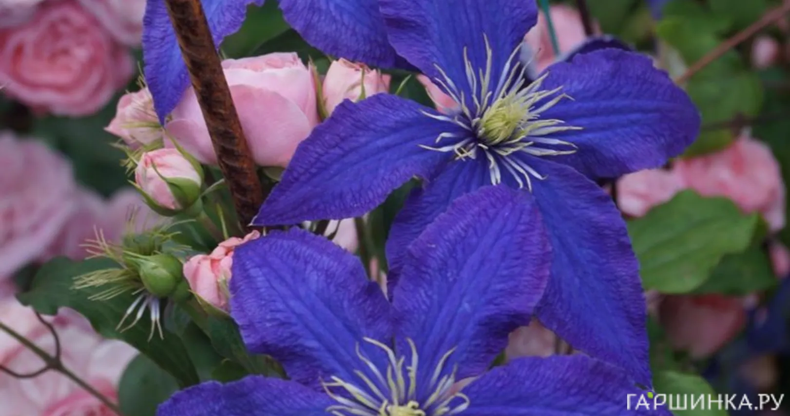 Клематис Рапсодия крупноцветковый (3)