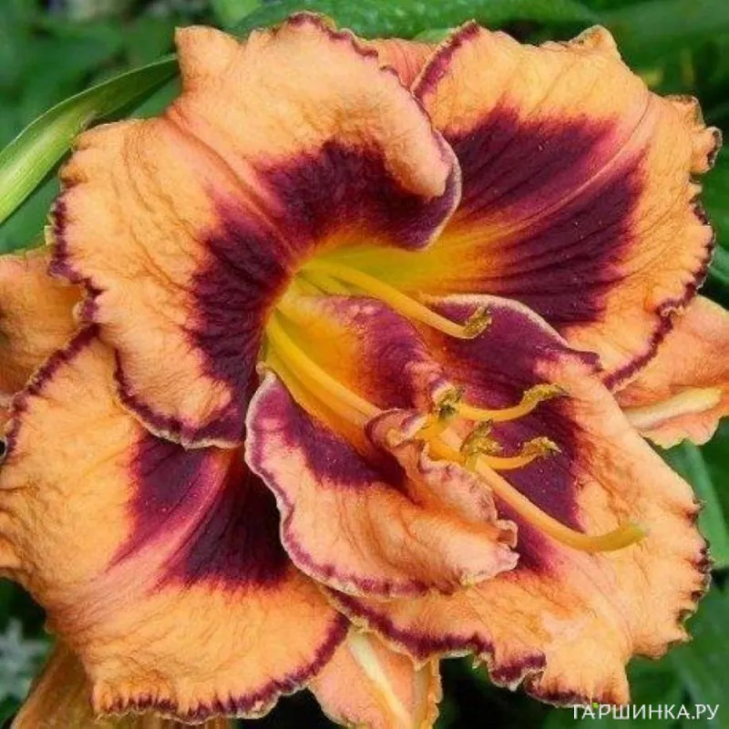 Лилейник Эксплодед Пампкин