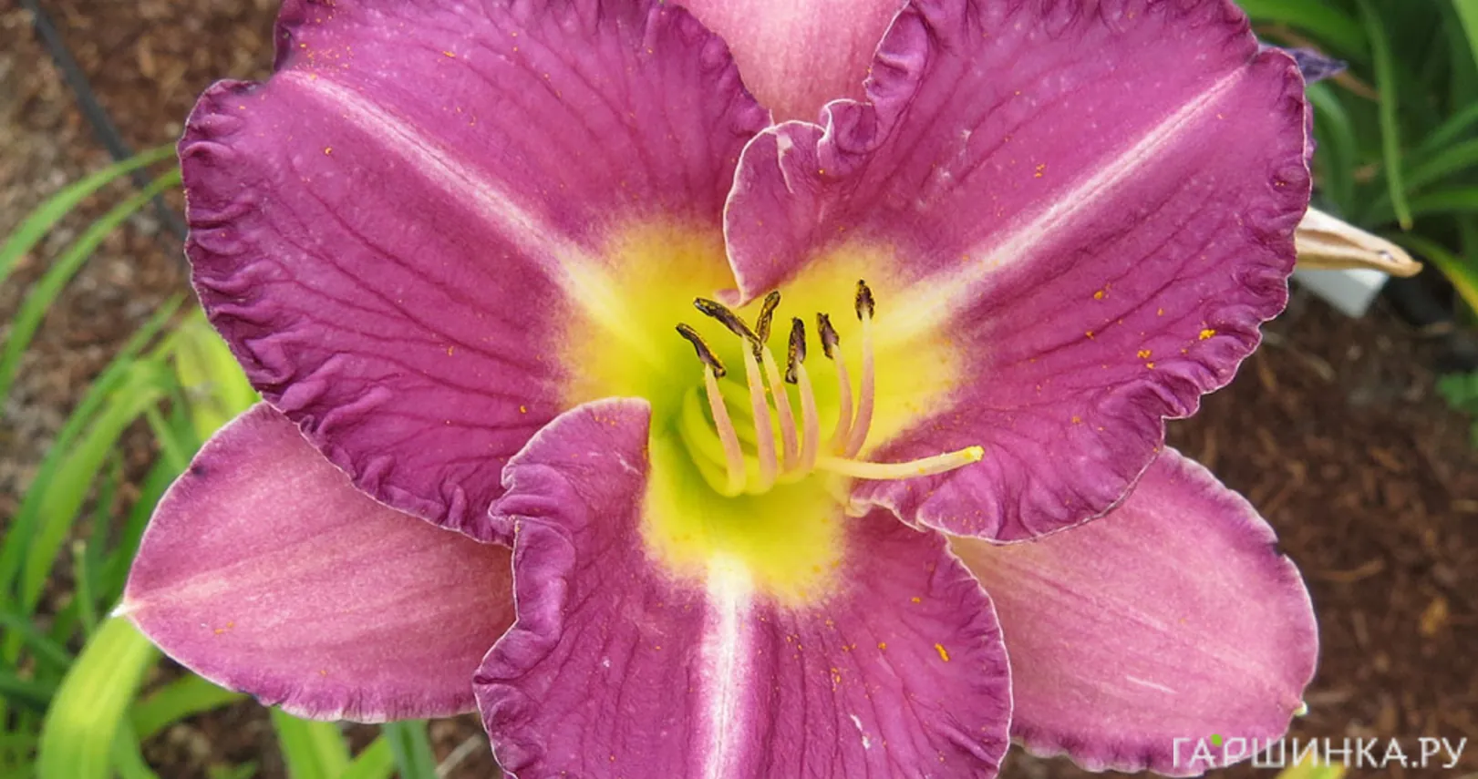 Лилейник Энтрапмент