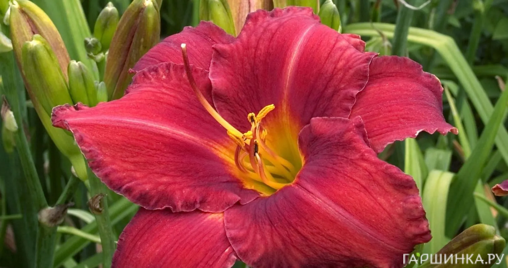 Лилейник Чикаго Апачи