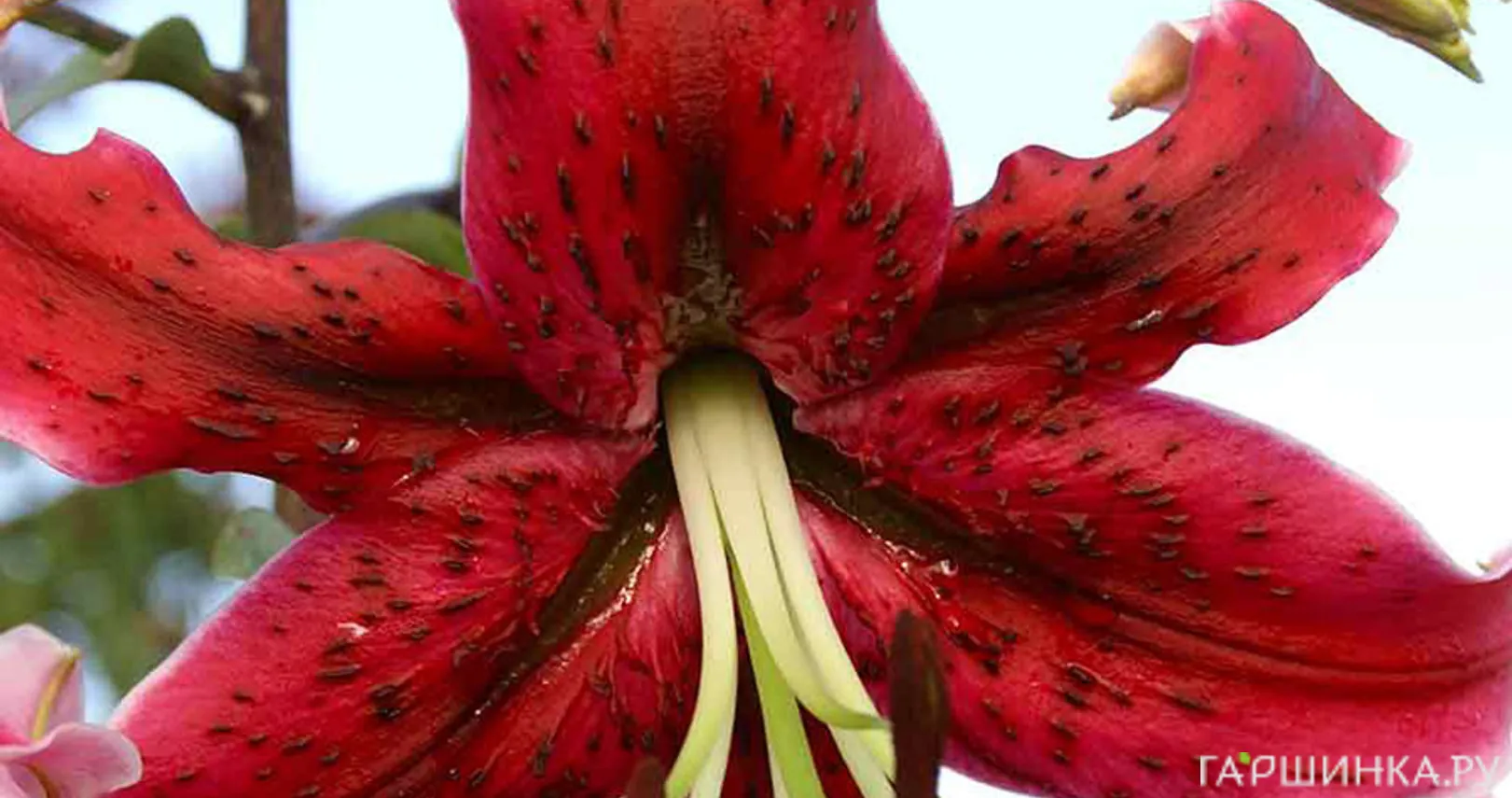 Лилия Мисс Фея ОТ- гибрид