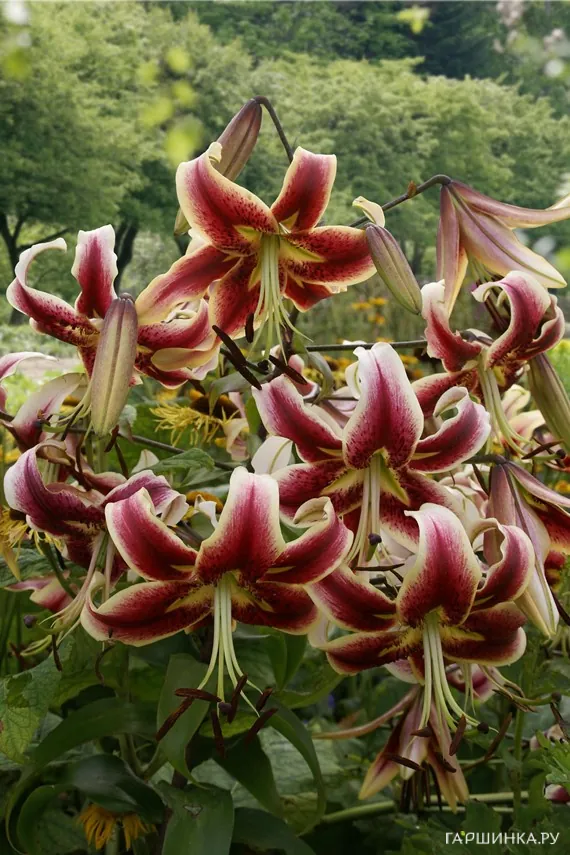 Лилия Шахерезада ОТ-гибрид