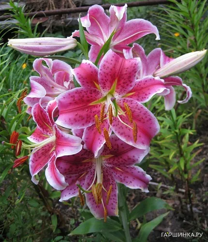 Лилия Стар Гейзер восточная