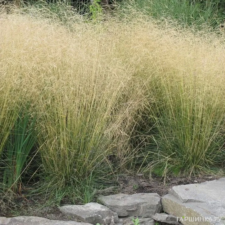 Луговик (Щучка) Голдтау