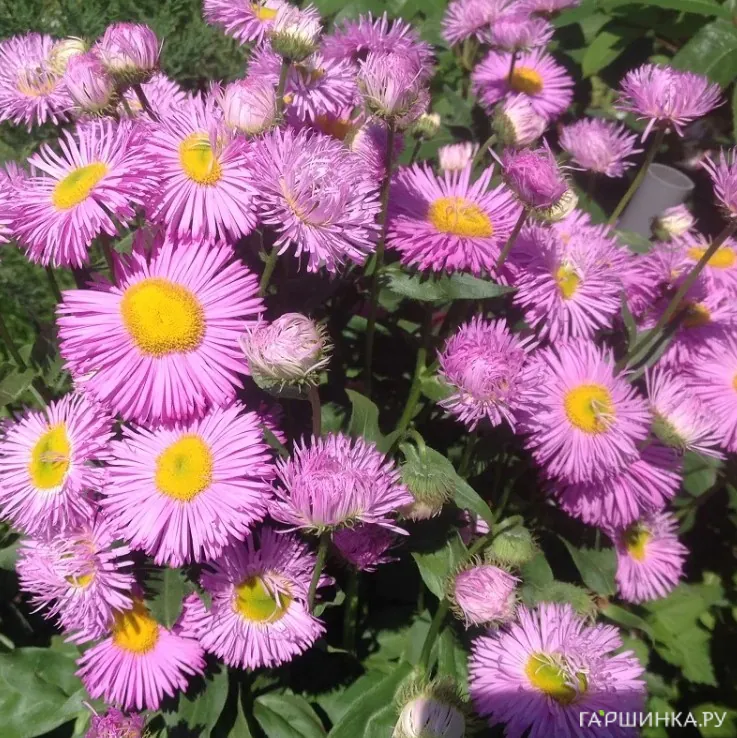 Мелколепестник (эригерон) Роза Джевел