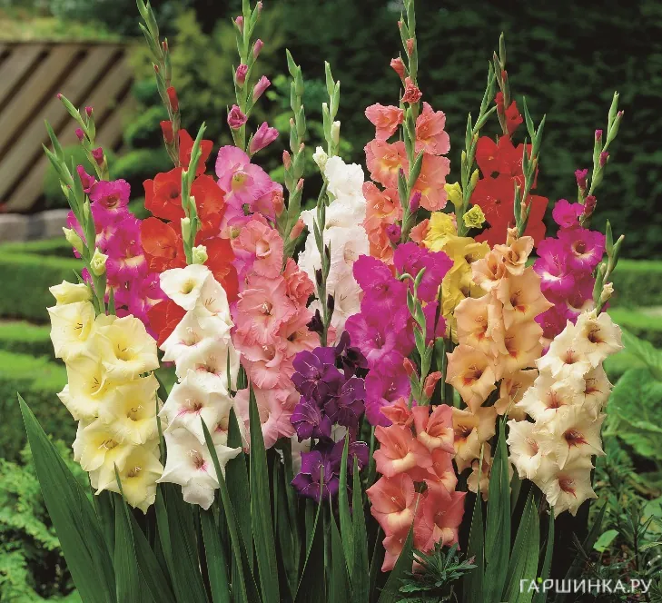 Гладиолус  Микс сортов (мини) 5 шт.