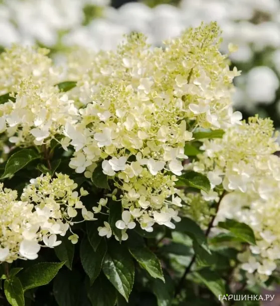 Гортензия Милк энд Хани (Молоко и мед) метельчатая