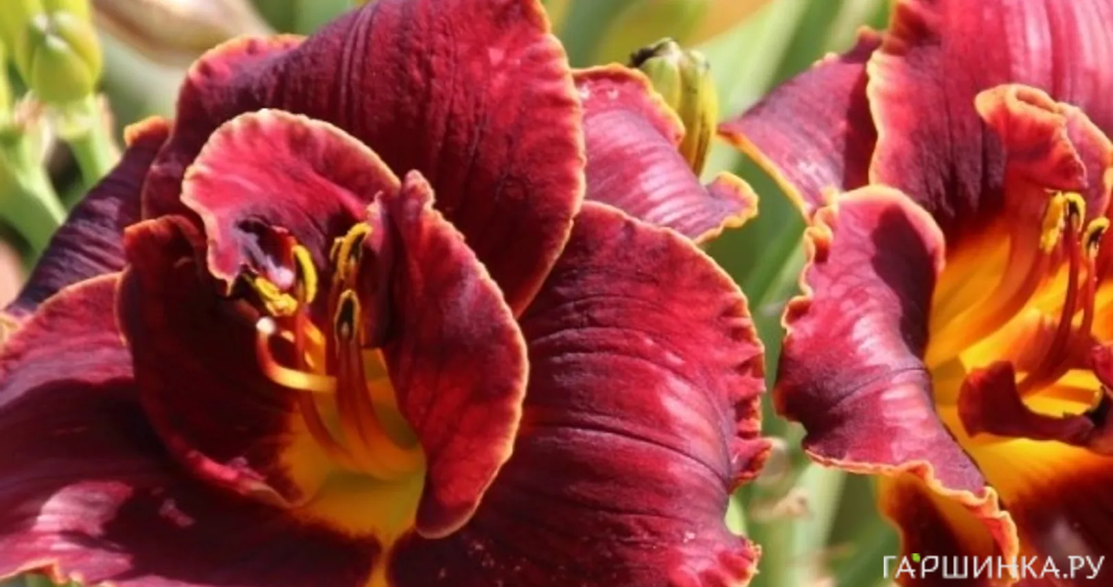 Лилейник Найт Эмберс