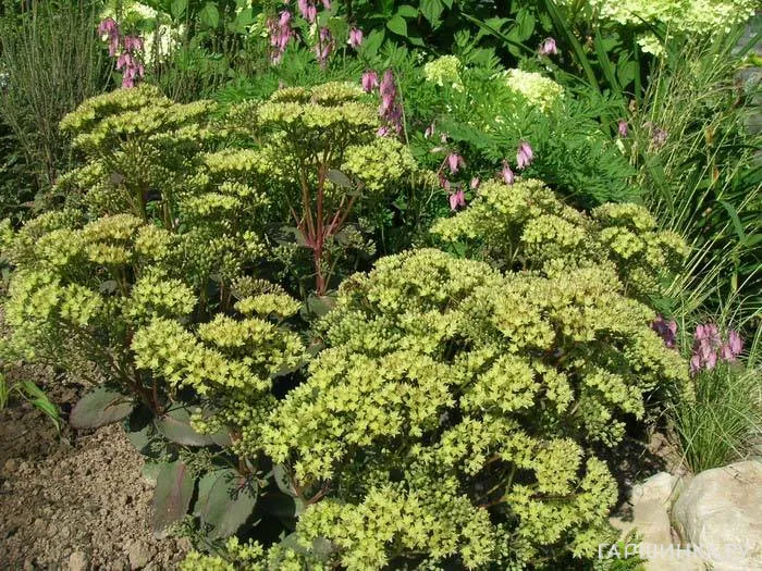 Очиток (седум) Citrus Twist