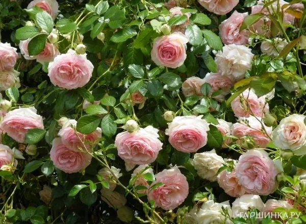 Роза Эден Роуз (Пьер Де Ронсар) плетистая, Топалович (лиц)