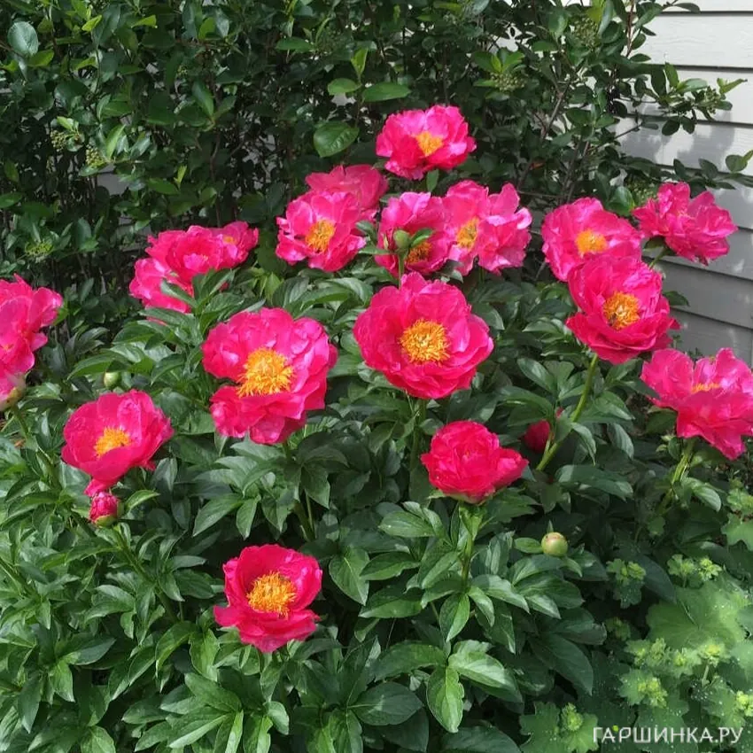 Пион Паула Фей