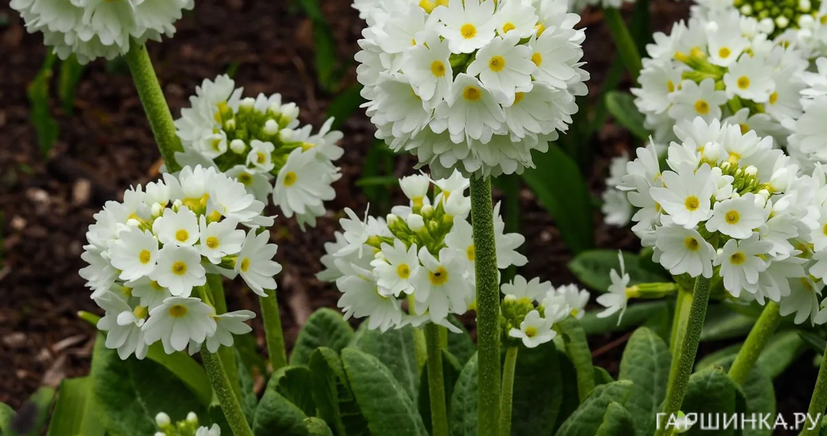 Примула мелкозубчатая Вайт (Альба)