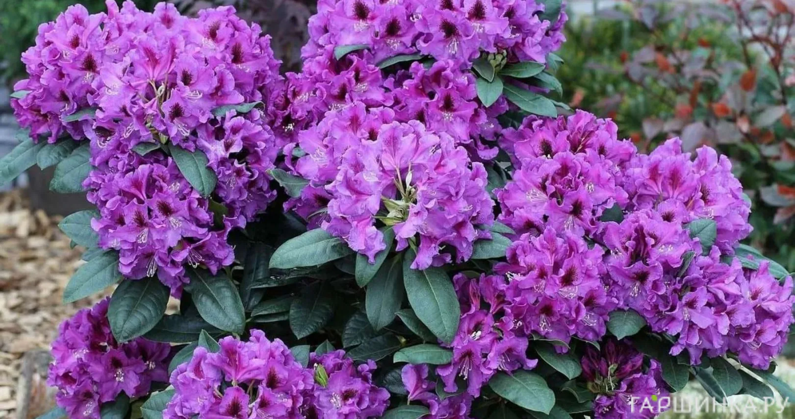 Рододендрон Распутин