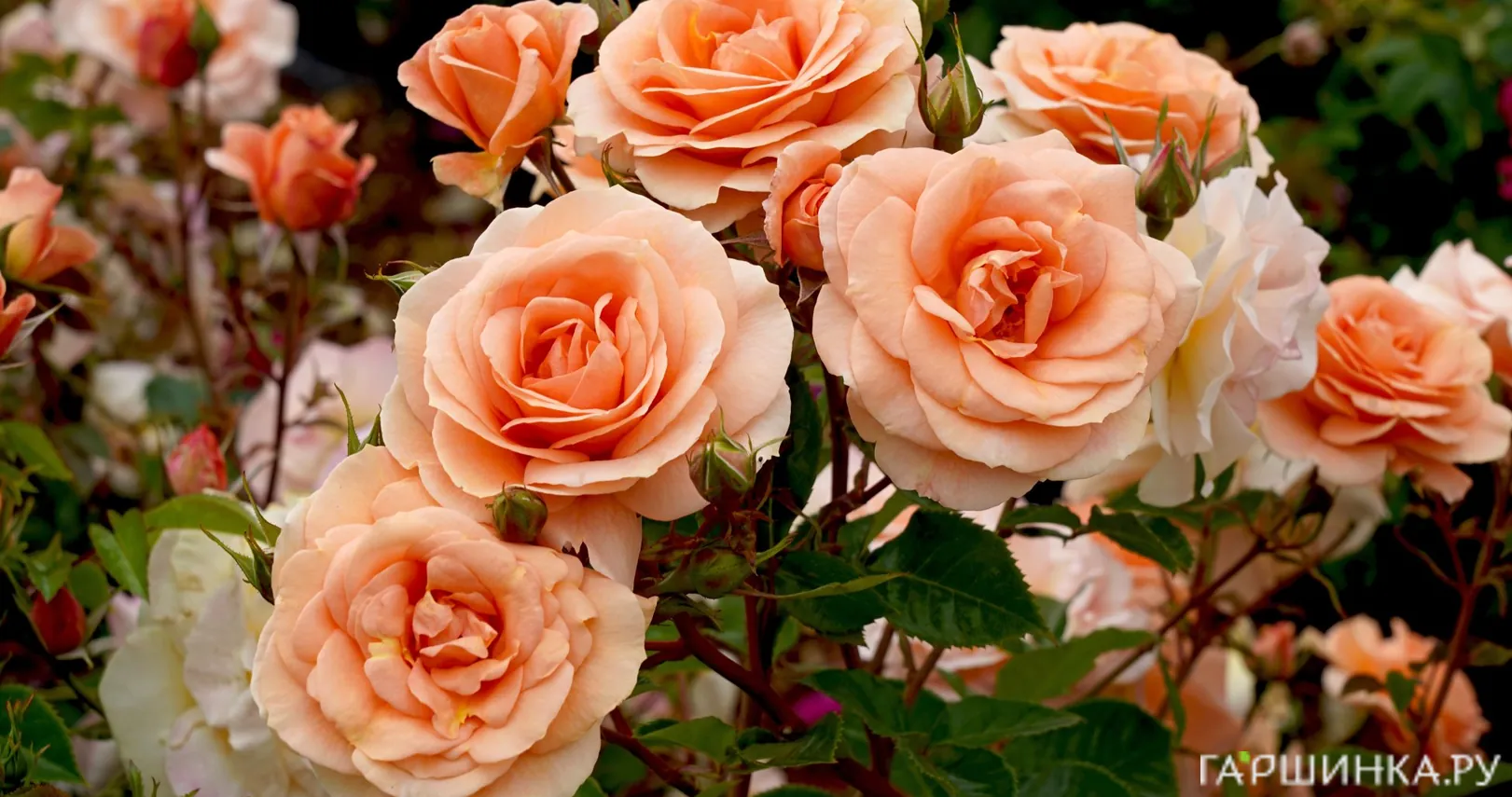 Роза Импала