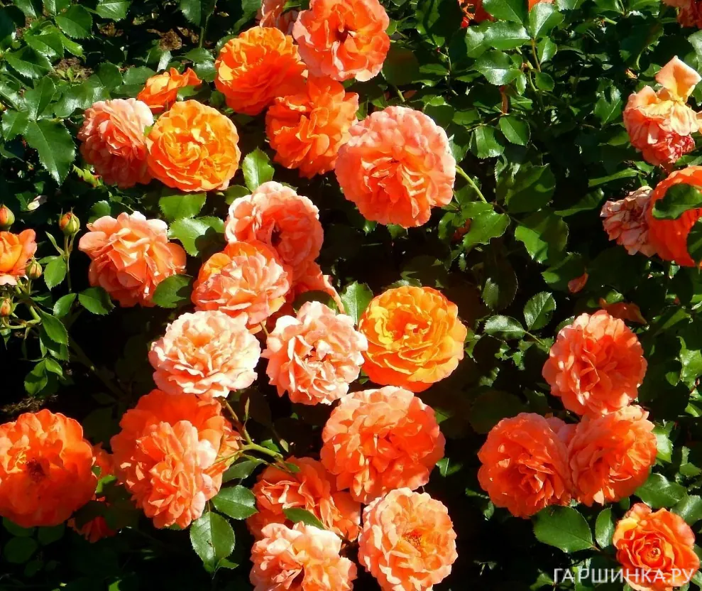 Роза Алоха плетистая, Топалович (лиц)