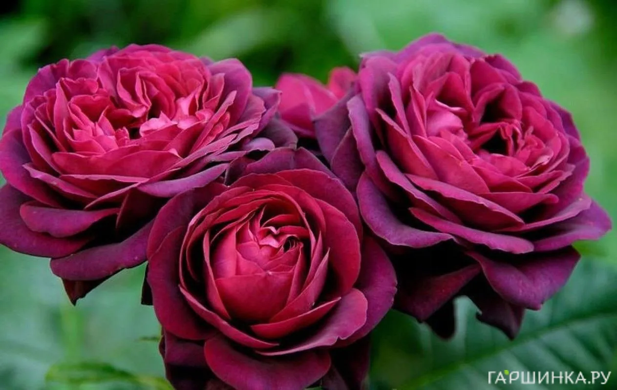 Роза Астрид Графин фон Харденберг кустарниковая, Тантау (лиц)