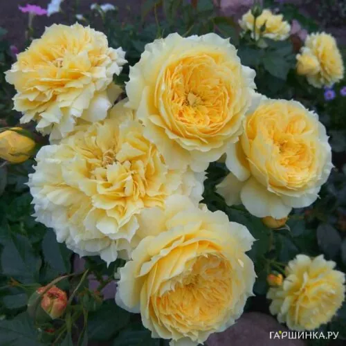 Роза Чайна Герл флорибунда, Тантау (лиц)