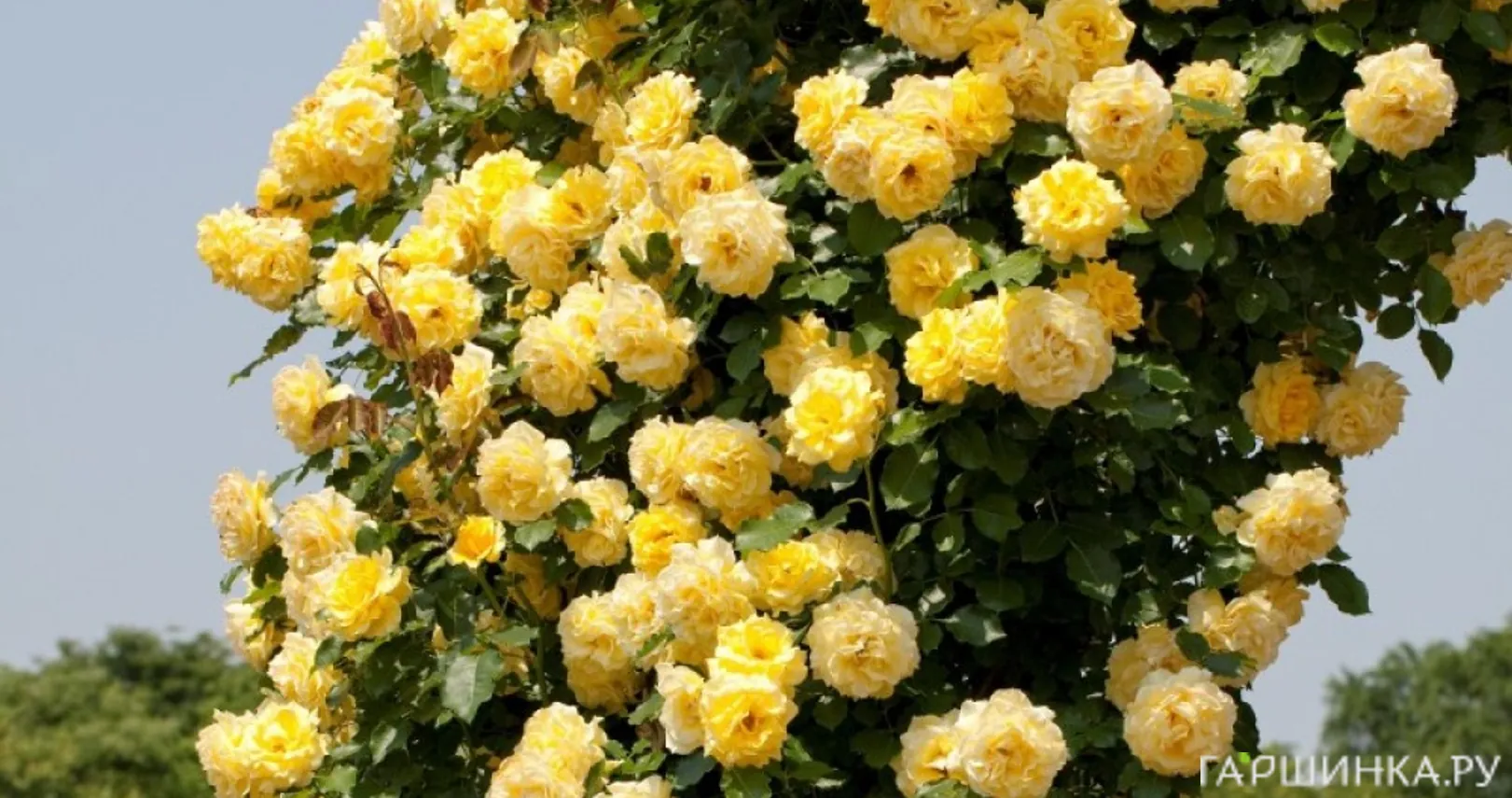 Роза Голдштерн плетистая, Тантау (лиц)