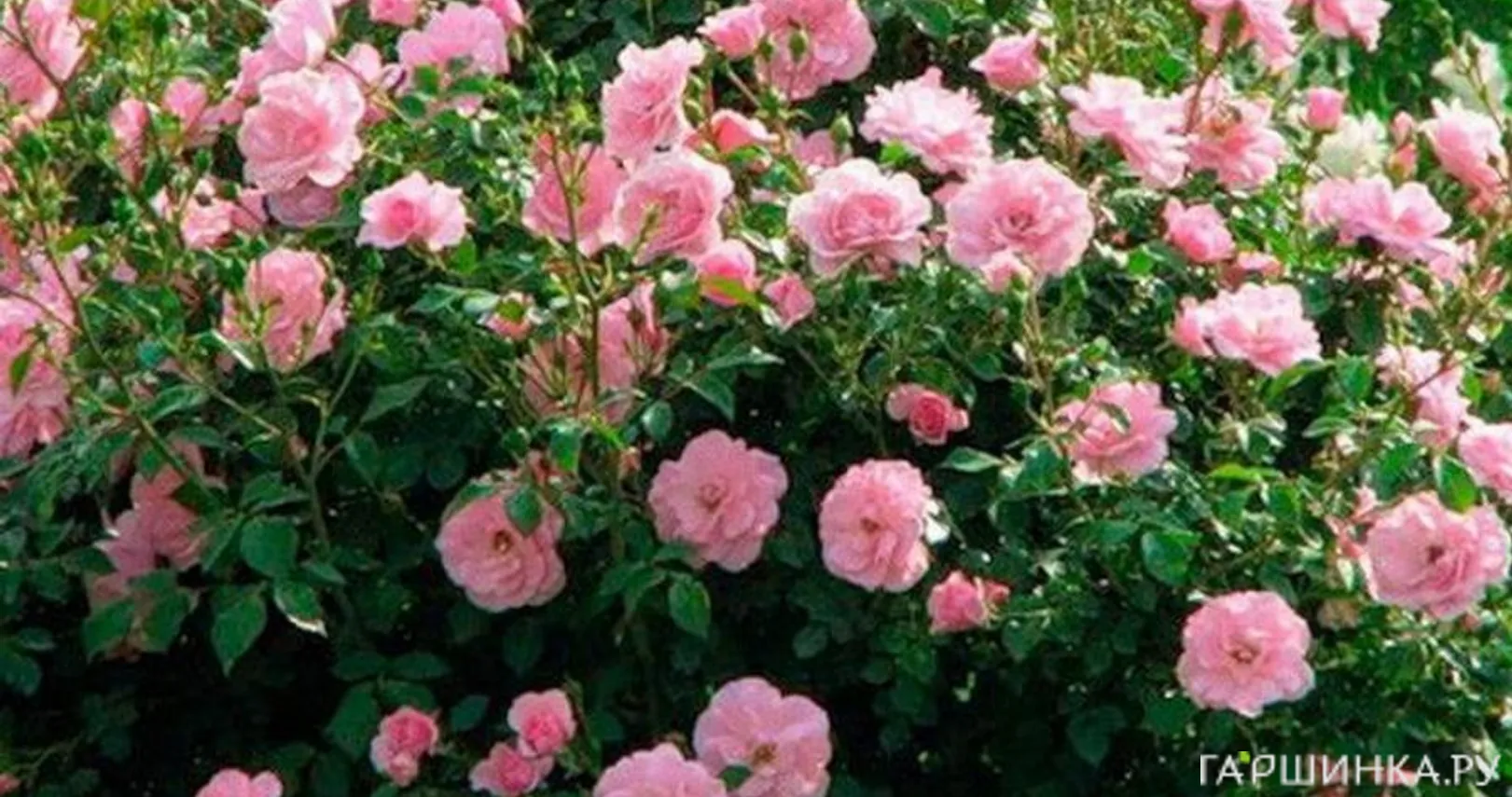 Роза Хайди канадская парковая (лиц)