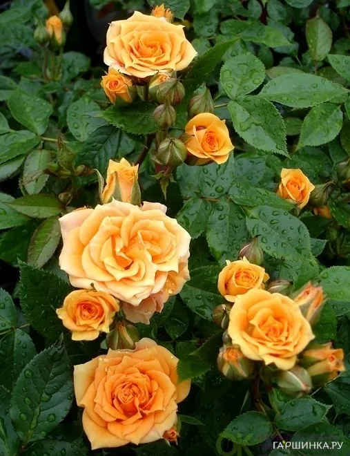 Роза Клара миниатюрная, Imperial Rose