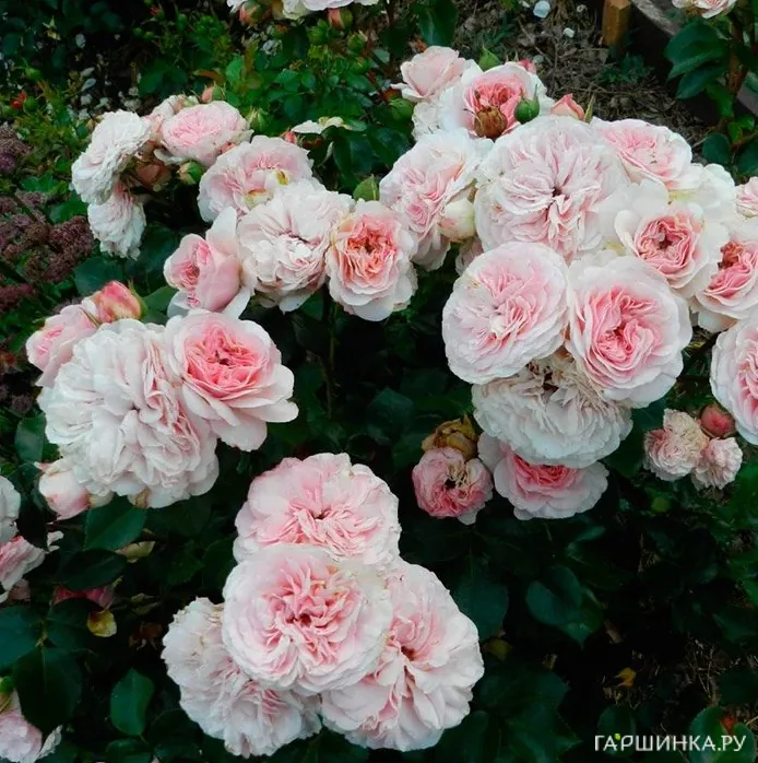 Роза Мария Тереза флорибунда, Тантау (лиц)