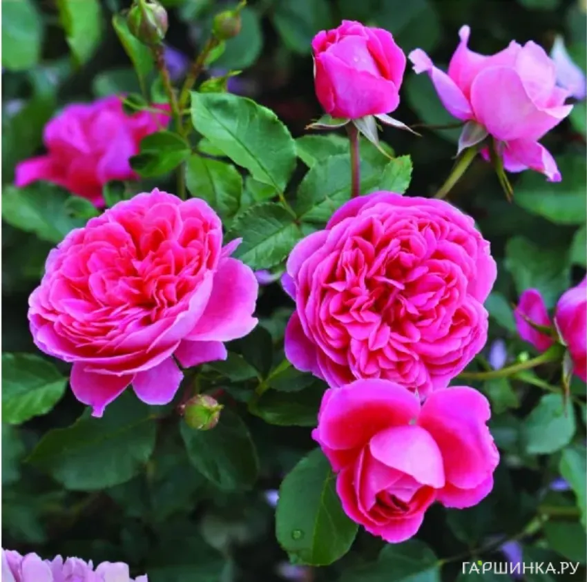 Роза Распберри, Фено Гено (лиц)