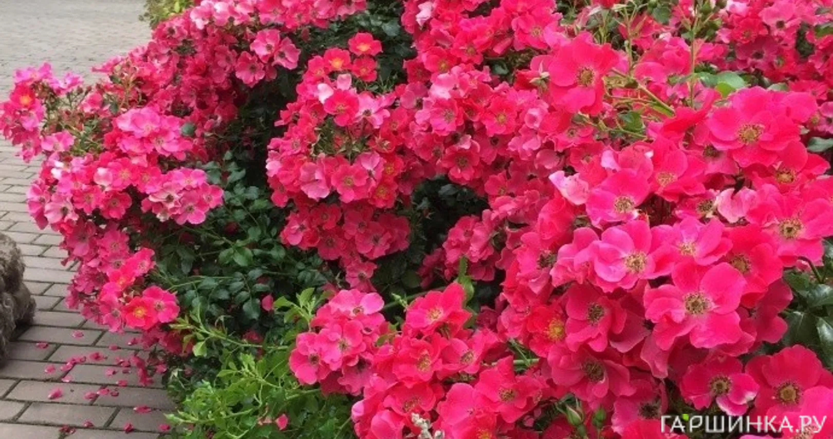 Роза Штадт Ром (Ксилон) почвопокровная, Тантау (лиц)