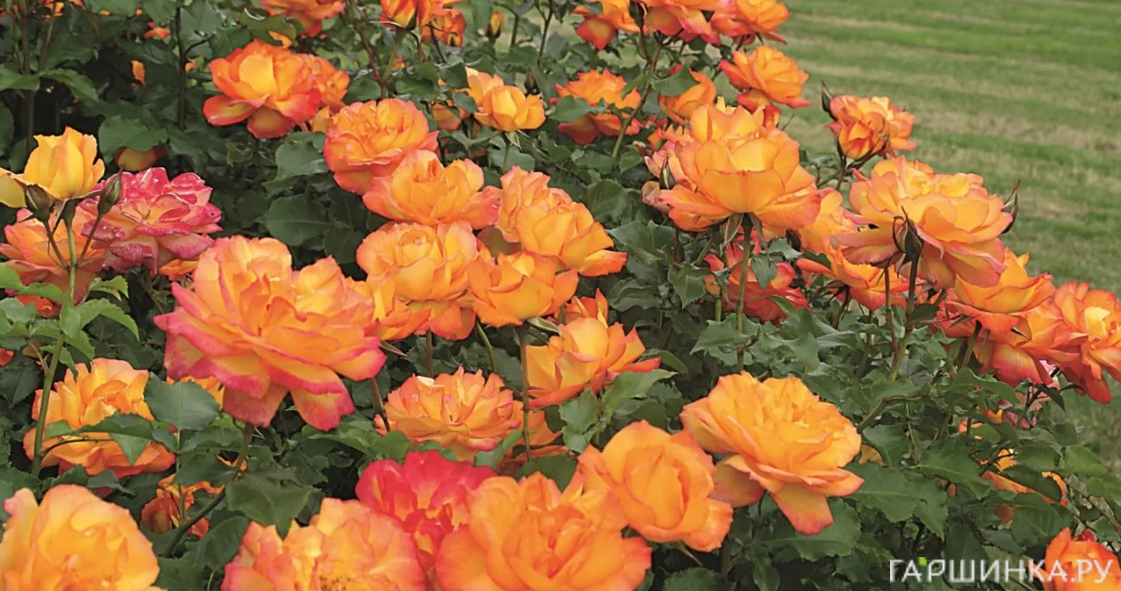 Роза Сахара кустарниковая, Тантау (лиц)